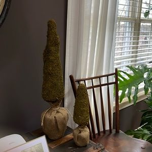 Beautiful moss trees